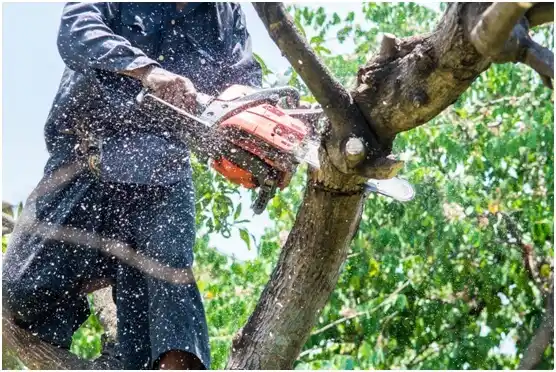 tree services Metompkin